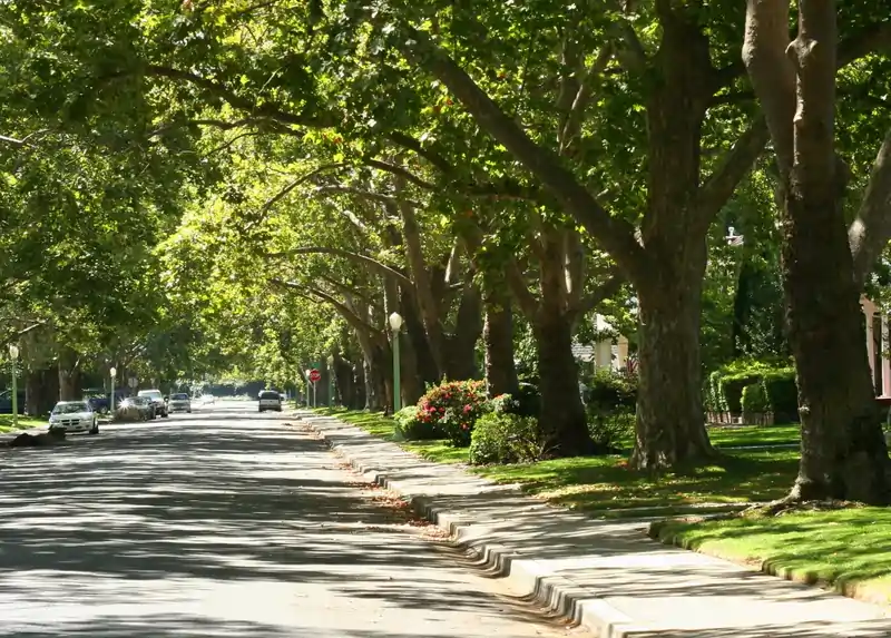 Are Your Beautiful East Sacramento Trees Damaging Your Foundation? An Underpinning Guide